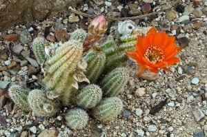 Cactus Bloom in the Desert